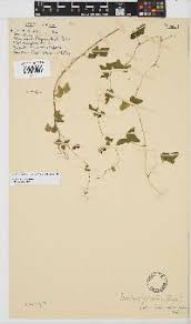 Image result for Pycreus permutatus