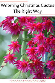 How to care for christmas cactus. Watering Christmas Cactus The Right Way Indoor Garden Nook Christmas Cactus Plant Christmas Cactus Care Christmas Cactus