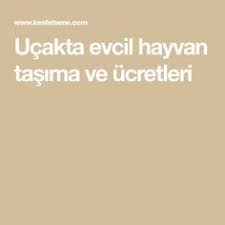 Ucakta Evcil Hayvan Tasima Ve Ucretleri Evcil Hayvanlar Hayvan