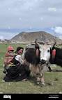 Image of Yak baby