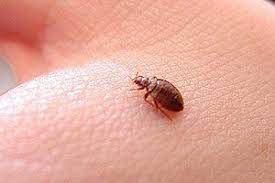 شركه مكافحه البق بالرياض حشرات البق من الحشرات الصغيره للغايه والتى تختبئ فى المفروشات والملابس والملاءات والفراش ولكنها تبدأ فى النشاط والحركه والظهور bed bugs