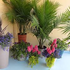 The majesty palm has long green fronds and it is a wonderful addition to your indoor décor. 8 Majesty Palm Ideas Majesty Palm Palm Palm Plant