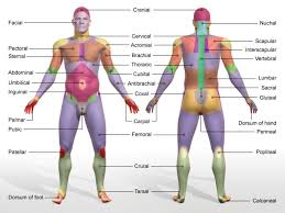Body Regions Anatomy Koibana Info Body Anatomy Human Body Anatomy Basic Anatomy And Physiology
