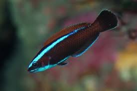 Image result for Pseudocalyx ochraceus