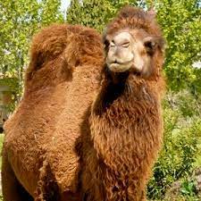 Because camels store nutritients in their humps, they can endure much longer. Is A Camel Faster Than A Horse Purely Facts