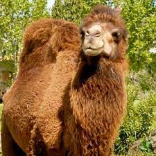 Because camels store nutritients in their humps, they can endure much longer. Is A Camel Faster Than A Horse Purely Facts