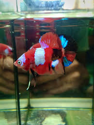 Pin By Chee Chang On Betta Fish The Live Art 2019 Betta Fish Pretty Birds Betta