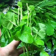 Image result for Hydrocotyle mannii