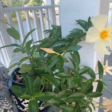 Image result for Allamanda