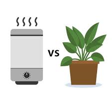 Air Purifier Vs Houseplants Which Is Better And Why