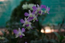 Varieties are available that flower in white, pink, or deep rose. Introduction To Variety Of Orchids And Culture Of Assam Reviews Photos Kaziranga National Orchid And Biodiversity Park Tripadvisor