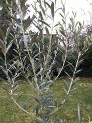 We did not find results for: Ulivo Nocellare Messinese Vendita Online Ilpiantonaio It