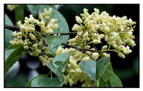 Image result for Rourea minor