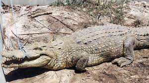 That makes the car company worth more than toyota, volkswagen, hyundai, gm and ford combined. We Were Gone Koorana Rescued By Croc Adoptions Sunshine Coast Daily