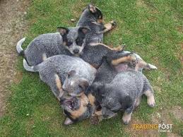 Any age up to 8 weeks up to 12 weeks up to 16 weeks older than 16 weeks. Enjoyable Pure Australian Cattle Dogs For Sale