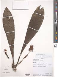 Image result for Coleotrype laurentii