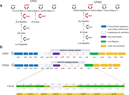 Image result for Group B Streptococcus