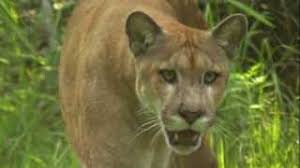 The florida panthers (colloquially known as the cats) are a professional ice hockey team based in the miami metropolitan area. By The Numbers Saving The Florida Panther Youtube