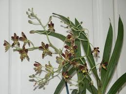 Image result for Ansellia africana