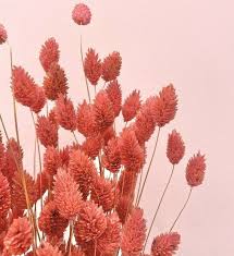 Dried flowers └ dried botanicals & potpourri └ floral crafts └ home arts & crafts └ crafts all categories antiques art automotive baby books business & industrial cameras & photo cell phones & accessories clothing, shoes & accessories coins & paper money collectibles computers/tablets. 20 White Coral Natural Phalaris Home Decor Vase Dried Flowers Plant Stems Uk Ebay