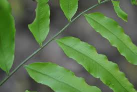 Image result for Lomariopsis