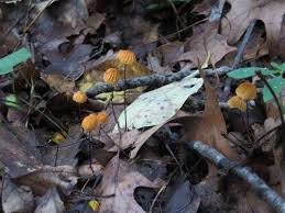 Image result for Marasmius opacus