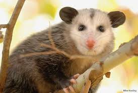 Basic Information Sheet Virginia Opossum Lafebervet