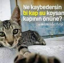 Mama Destegi On Instagram Birkapsu Birkapmama Haysev Hayvanseverler Mamadestek Hayvan Hayvansevgisi Hayvansever Mamadestegi Hayvan Instagram Atlar