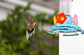 Der riesenkolibri (patagona gigas) ist mit ca. Sonyuserforum Kolibris Bei Mir Im Garten