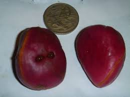 Image result for Cola natalensis