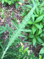 Image result for Acanthus montanus