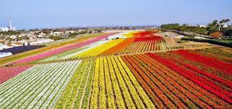 Despite maria's busy schedule, she. Carlsbad Using Flowers To Hook More Tourists Into Springtime Stays The San Diego Union Tribune