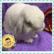 Favorite this post jun 9 holland lop bunnies $0 (kalama) pic hide this posting restore restore this posting. The History Of The Mini Lop Rabbit And The True Uk Mini Lop Standard