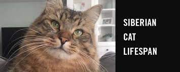 Siberian Cat Lifespan Siberian Cat World