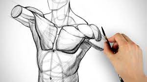 Take the upper extremity anatomy quiz and learn more about the bones, joints, muscles and vessels of the upper extremity! How To Draw Pecs Form Youtube