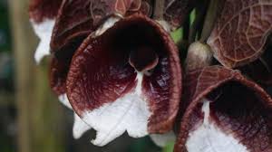 Image result for Aristolochia