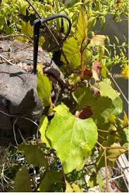 Image result for Rhoicissus tomentosa