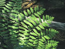 Image result for Osmundaceae