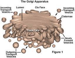 Actually, tubules arise due to fenestrations of the. Molecular Expressions Cell Biology The Golgi Apparatus