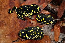 Black And Yellow Spotted Frog 