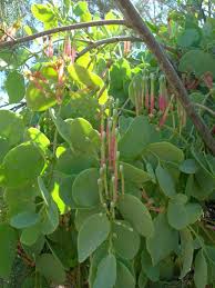 Image result for Tapinanthus oleifolius