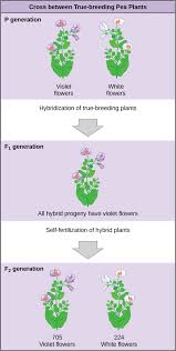 You might have seen flowers with a mixed colour pattern. Patterns Of Inheritance Boundless Biology