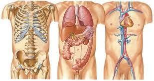 Corpo Umano Cura E Salute Degli Organi Cure Naturali It