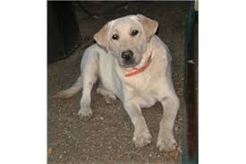 Lab puppies for sale in tn craigslist. Labrador Retriever Puppies For Sale From Memphis Tennessee Breeders