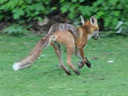 They like their territory to keep the same so keep moving around objects that you have in your garden. Deterring Foxes Wildlife Online