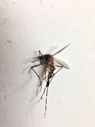 Natural way to get rid of mosquitoes at home. Pin On Repellent