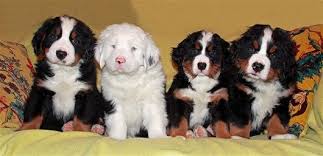 Bernese Mountain Dog Puppy Black And White Pin By Braaksma On Berner Sennen Bernese Mountain Dog Puppy Dogs Mountain Dogs