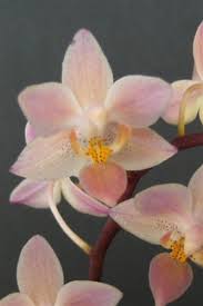 Image result for Disa equestris