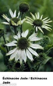 Seed Echinacea Echinacee Green Jade Canada Seeds Coneflower Heirloom Medici Herb White Plants Perennials Plants