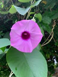 Image result for Argyreia nervosa